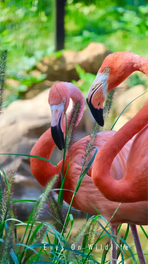Flamingos at Frank Buck Zoo, Gainesville, TX