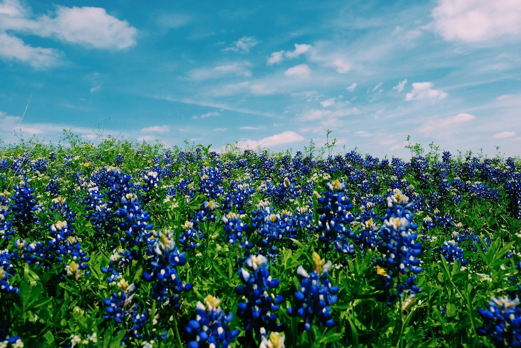 Field of bluebonnets on a sunny day, north Texas living